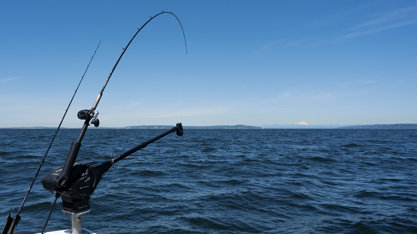 Seattle Fishing Company, Simon Cut Plugs are built for trolling, either in  the Ocean, Puget Sound or Columbia River, they get the job done!  #salmontrolling #salmo