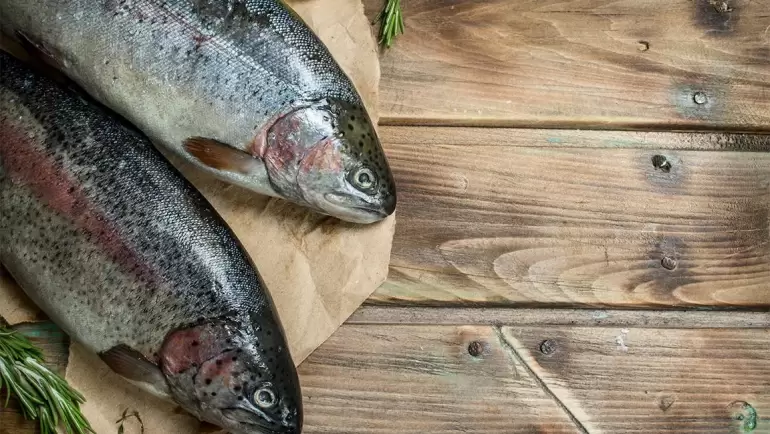 Salmon Fishing Guide – 5 Types of Salmon Species In WA