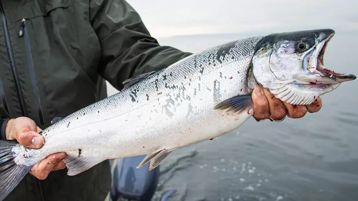 Coho Salmon Fishing Guide