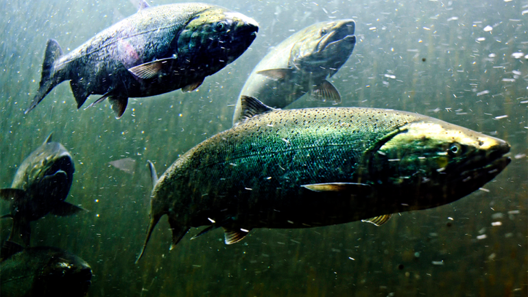 Understanding Salmon Runs & Timing Your Fishing Trip