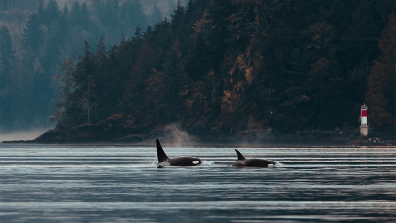 Experience Wildlife and Scenic Views on Your August Fishing Charter in Seattle