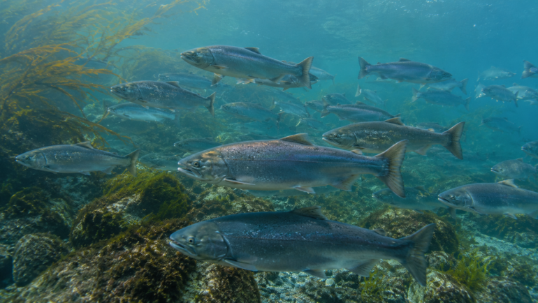 Fishing Charter Outlook: Why the 2026 Puget Sound Coho Forecast Could Signal a Banner Season